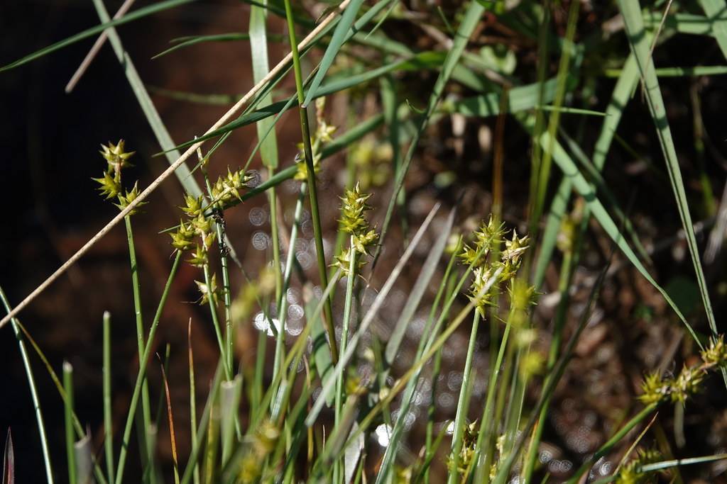 lime spikelets with yellow-green stems