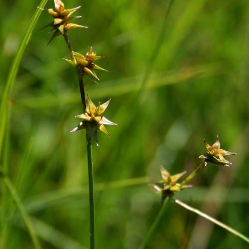 lime-brown spikelets with stems