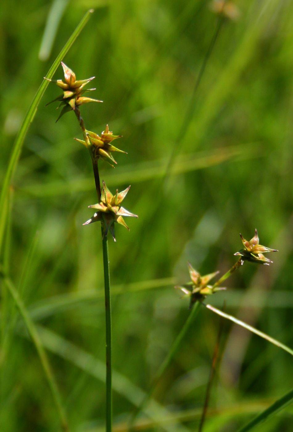 lime-brown spikelets with stems
