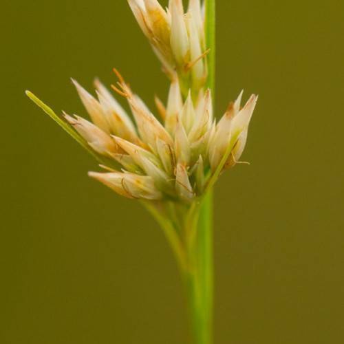 cream-brown flowers with lime stems