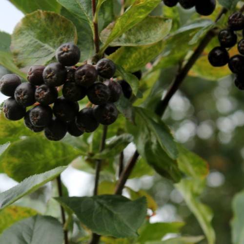 black fruits with green leaves and brown branches