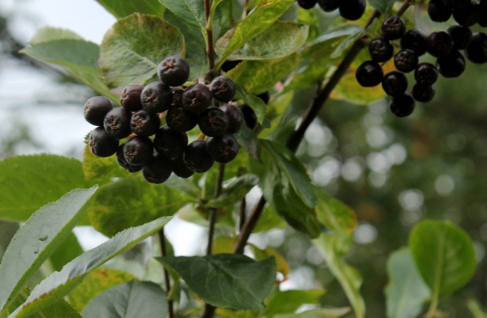 black fruits with green leaves and brown branches