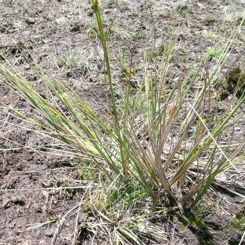 yellow-green foliage