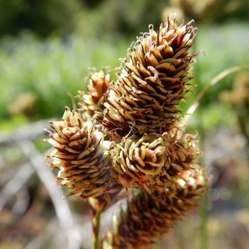 brown-yellow cones and lime-green stems