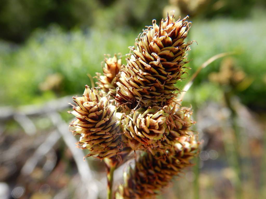 brown-yellow cones and lime-green stems