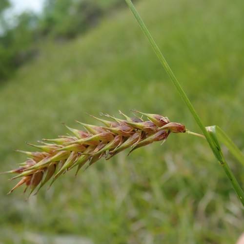 lime-pink spikelets with green foliage