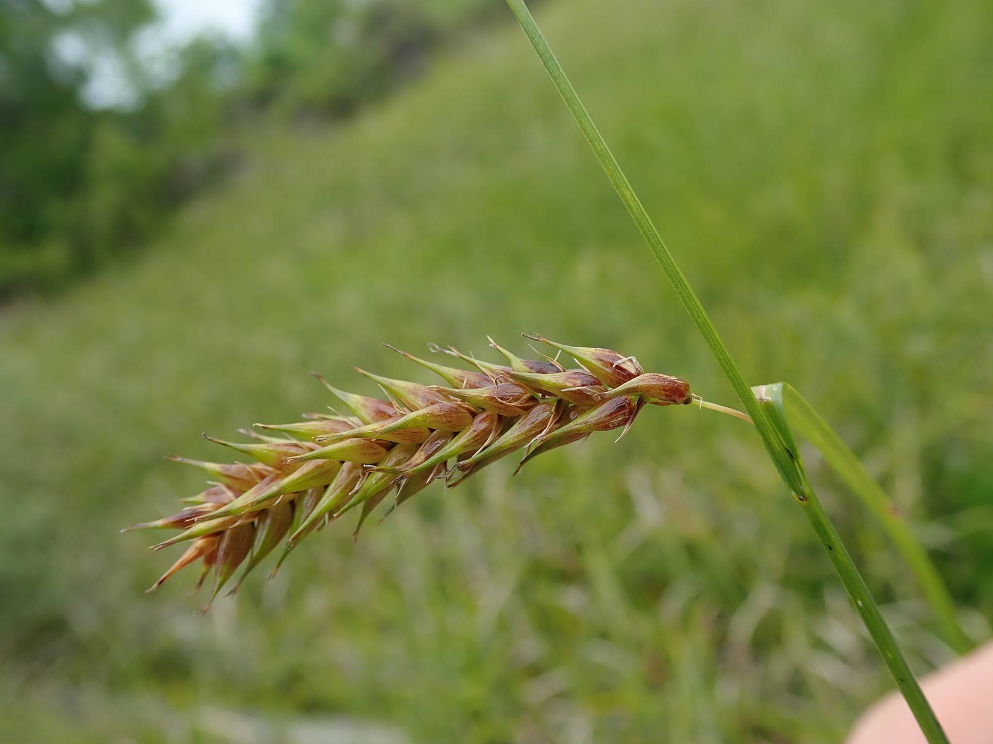 lime-pink spikelets with green foliage