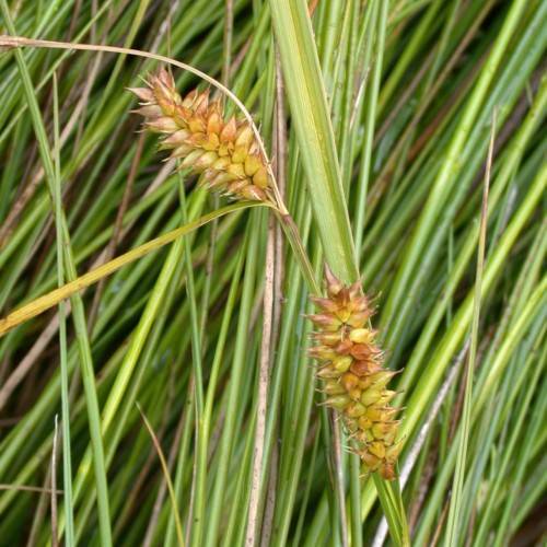 lime-pink spikelets with yellow-green foliage