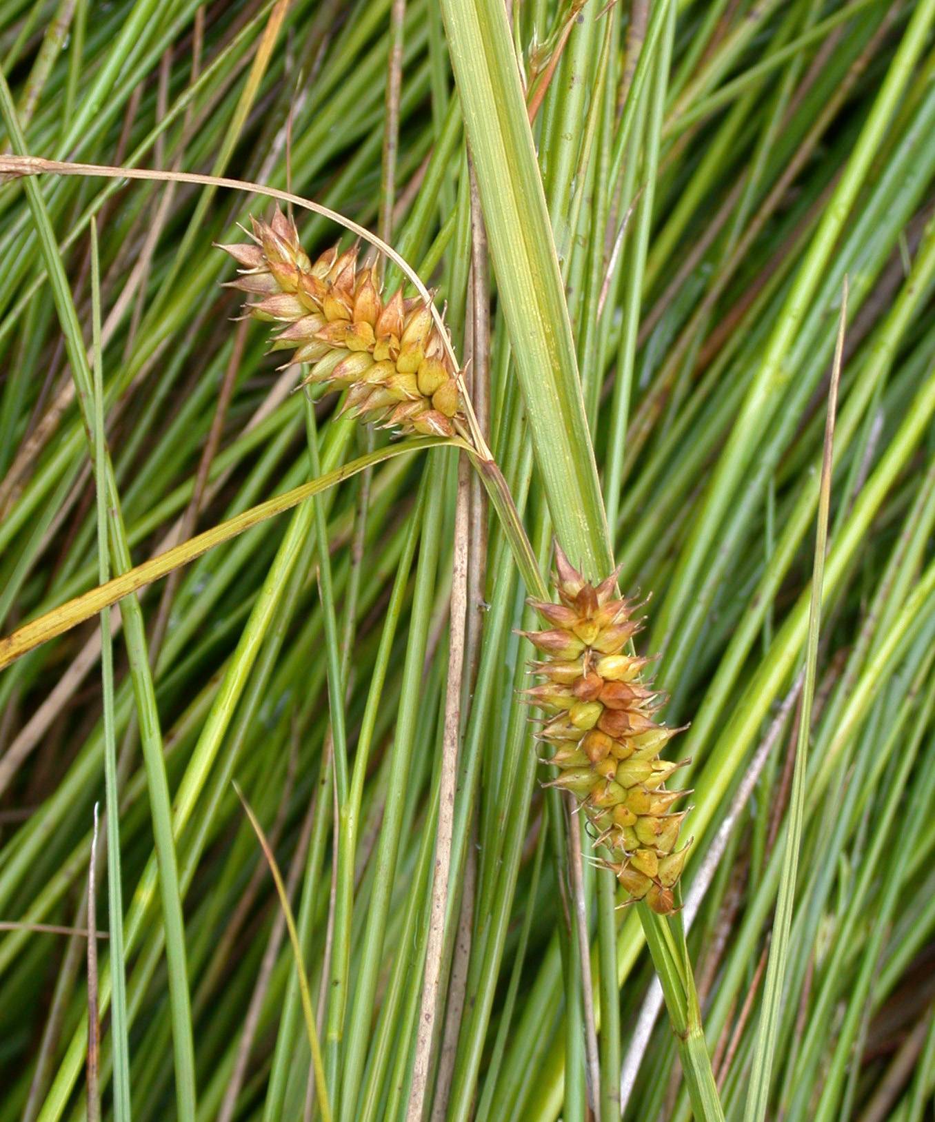 lime-pink spikelets with yellow-green foliage