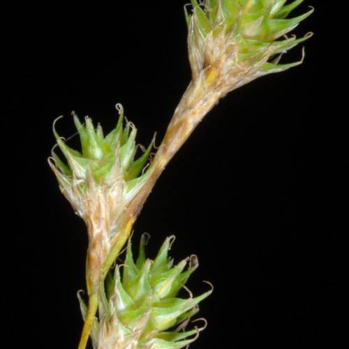 lime spikelets with brown-beige stems