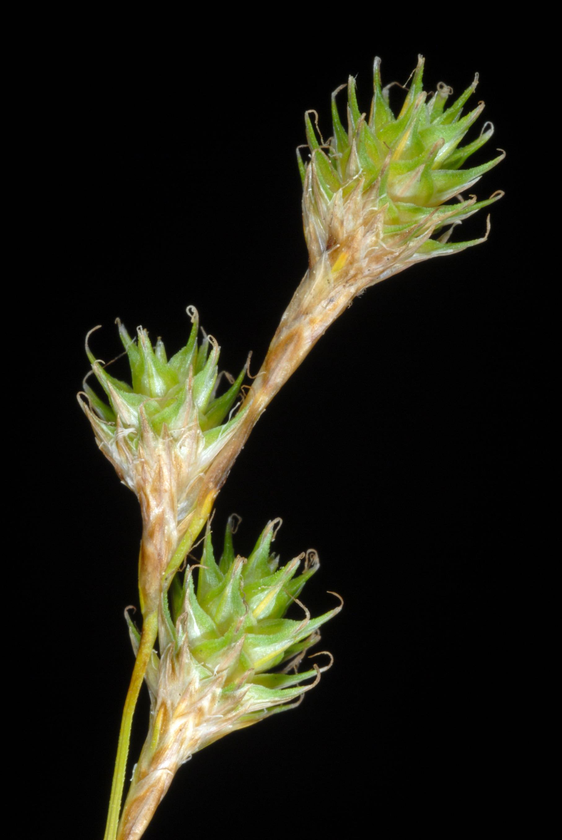 lime spikelets with brown-beige stems
