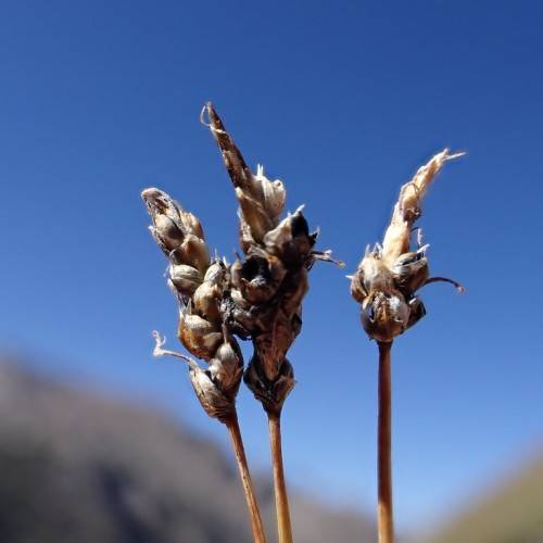 brown-white spikelets on brown stems