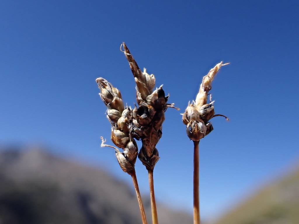 brown-white spikelets on brown stems