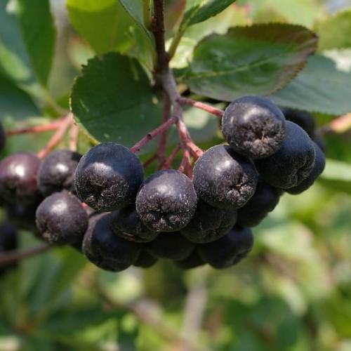 Black fruit with red stems , brown branch, green leaves and yellow midrib