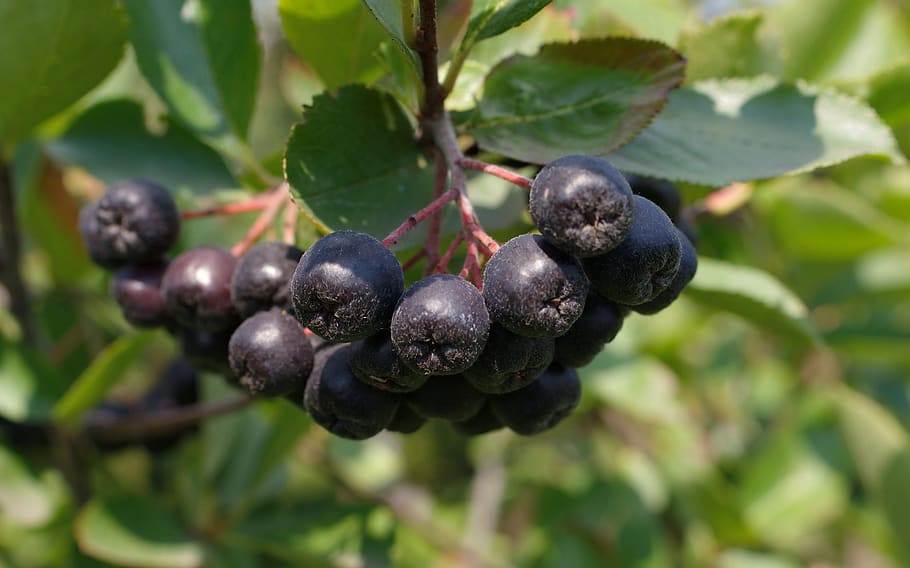 Black fruit with red stems , brown branch, green leaves and yellow midrib