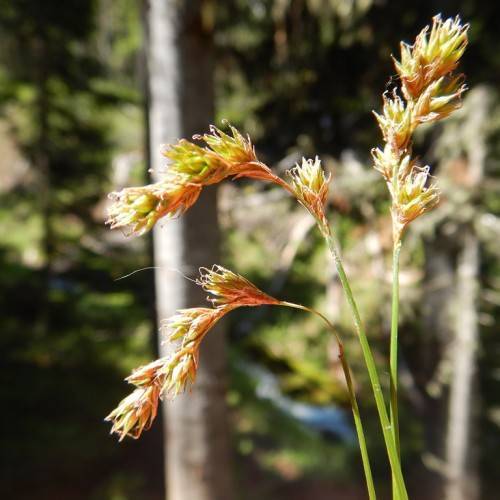 lime-pink spikelets with lime foliage