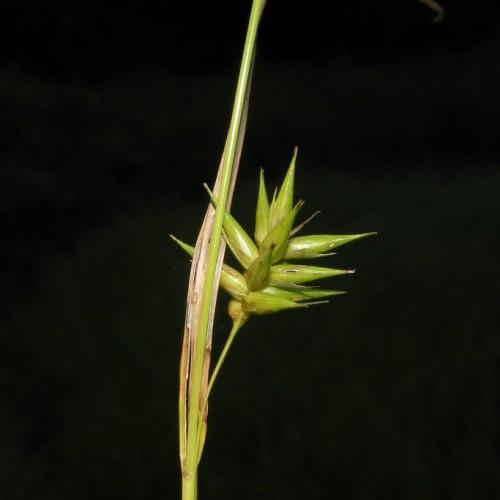lime-yellow spikelet with lime-beige foliage and stem