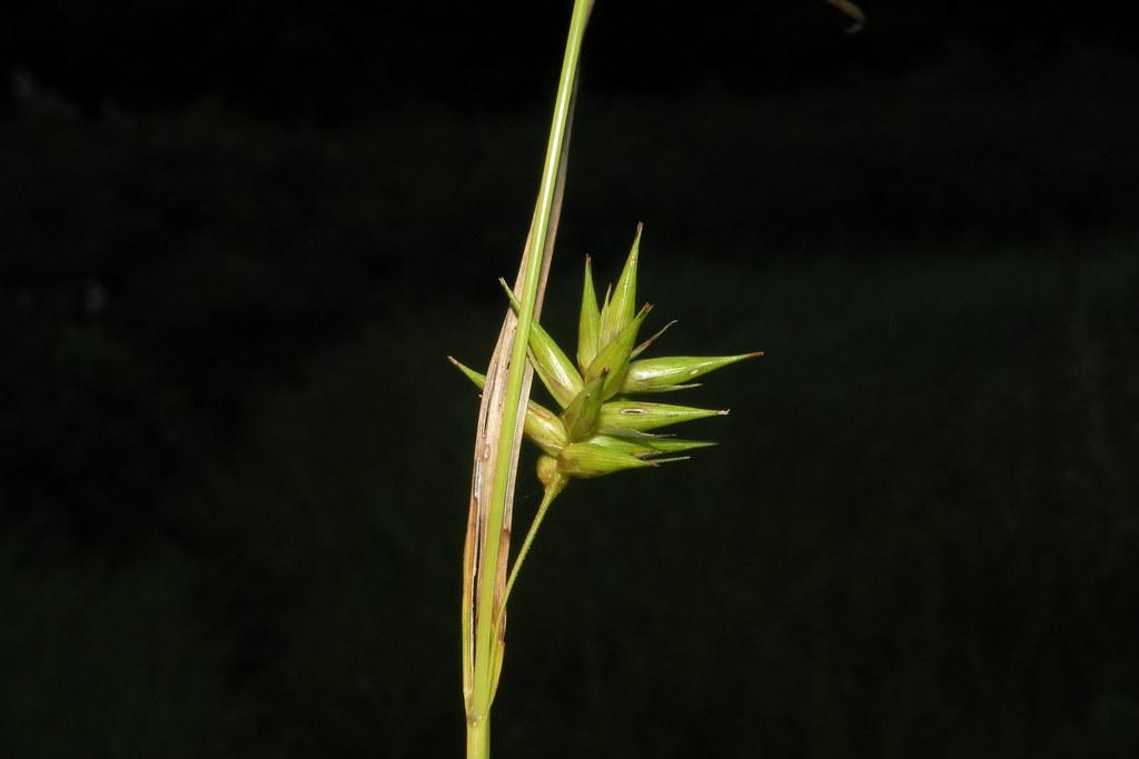 lime-yellow spikelet with lime-beige foliage and stem