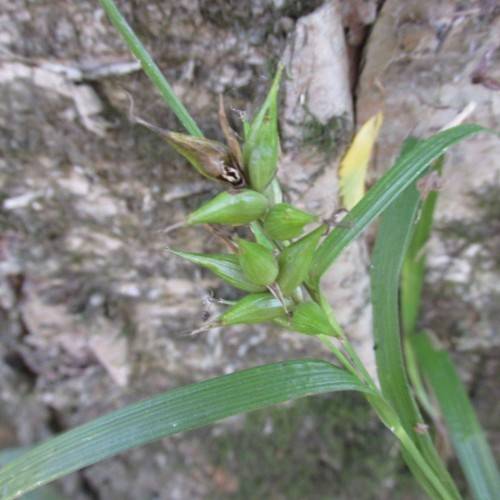 light-green pods with green leaves and stems