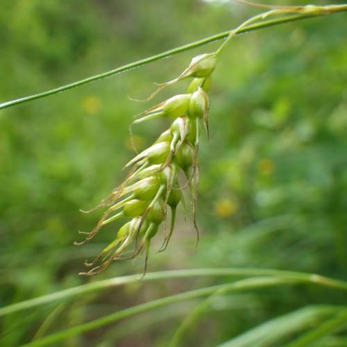 lime-brown spikelets with lime foliage
