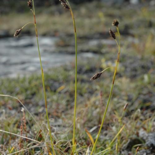brown-black flowers with lime-brown stems and foliage