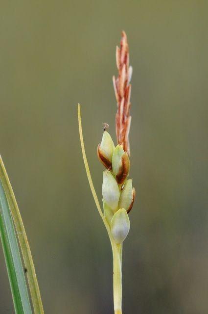 red-green seedheads with yellow-green foliage and stems