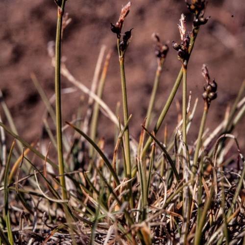brown spikelets with olive-brown foliage