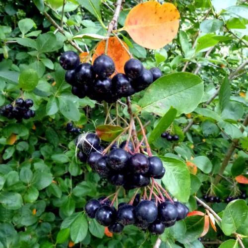 blue-black fruits with pink-beige petioles, green leaves and light-brown branches