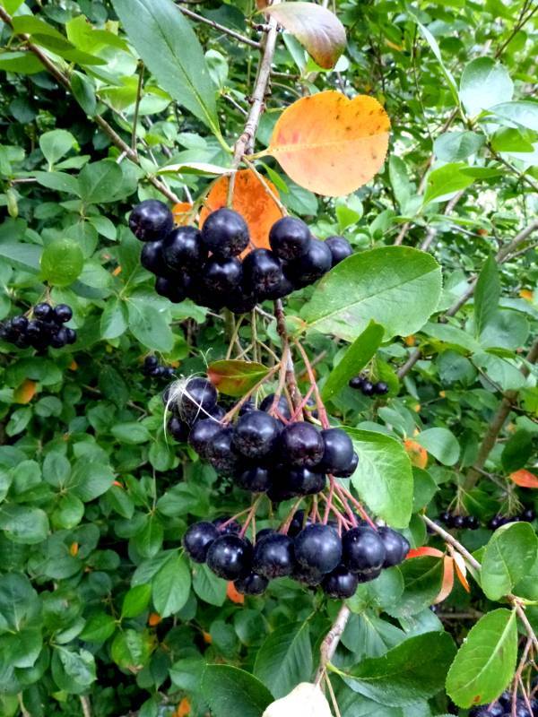 blue-black fruits with pink-beige petioles, green leaves and light-brown branches