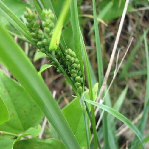 green fruits, green foliage and stems