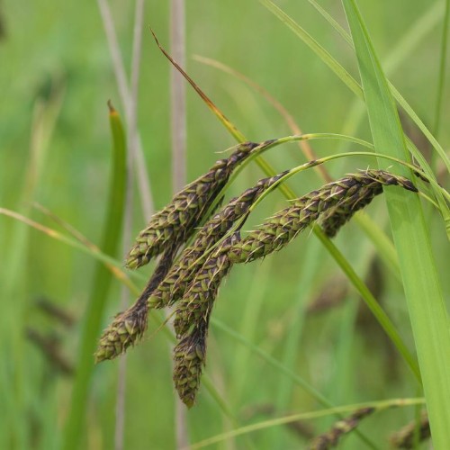 Black-green spikelet with green stem and leaves.