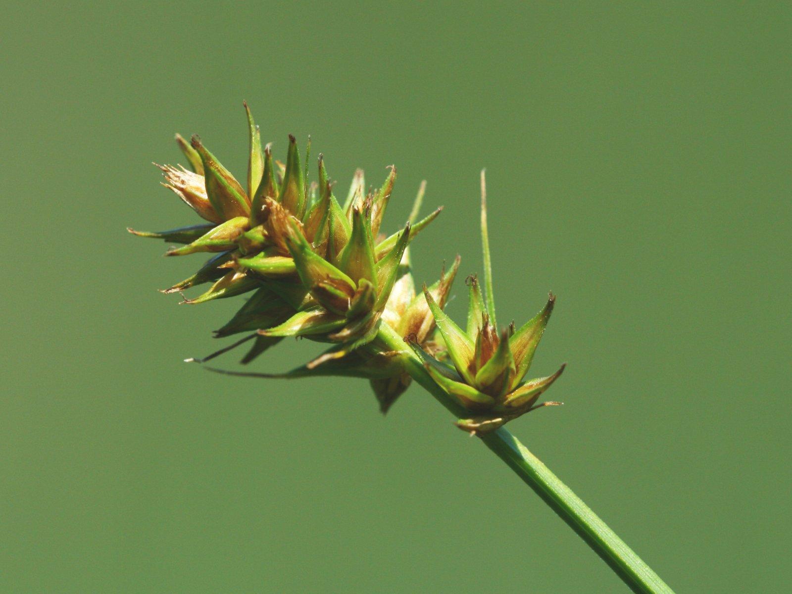 lime-brown spikelets with green stem