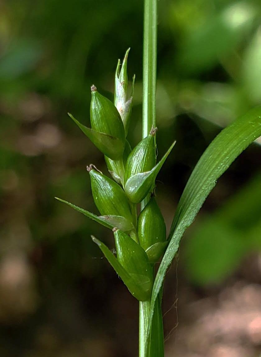 green pods with green foliage and stem