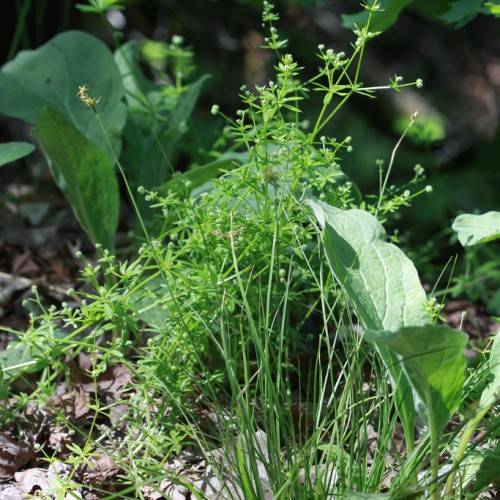 green buds, leaves and stems