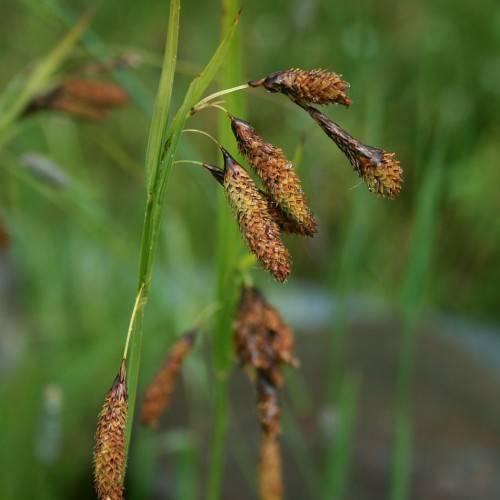 Brown spikelet with green stem and leaves.