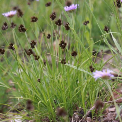 brown spikelets, light-purple flowers, yellow-green foliage and stems