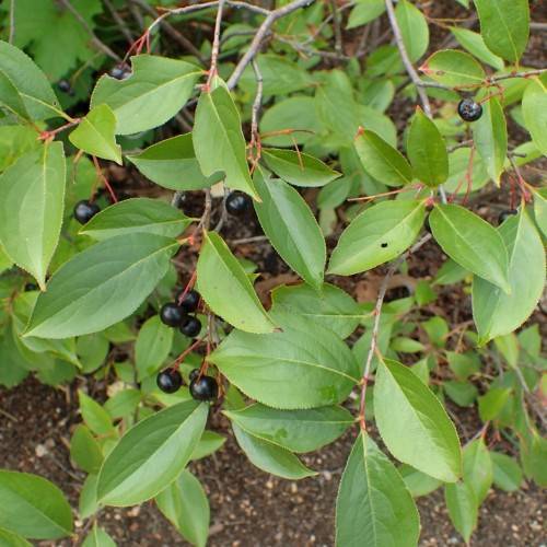 black fruits with green leaves on red petioles and light-brown branches
