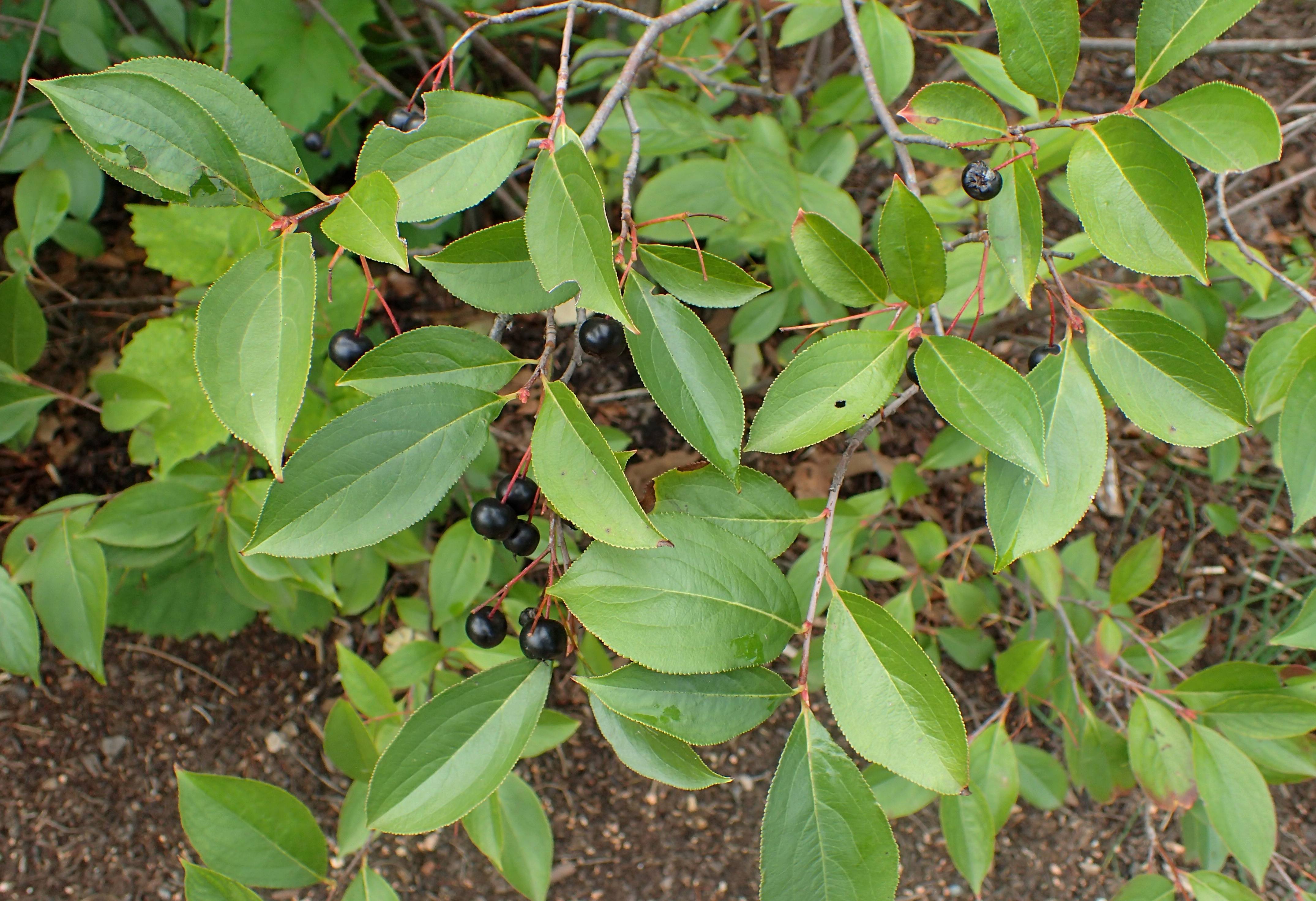 black fruits with green leaves on red petioles and light-brown branches