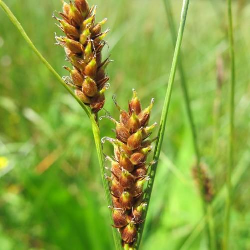 lime-brown spikelets with lime foliage and stems
