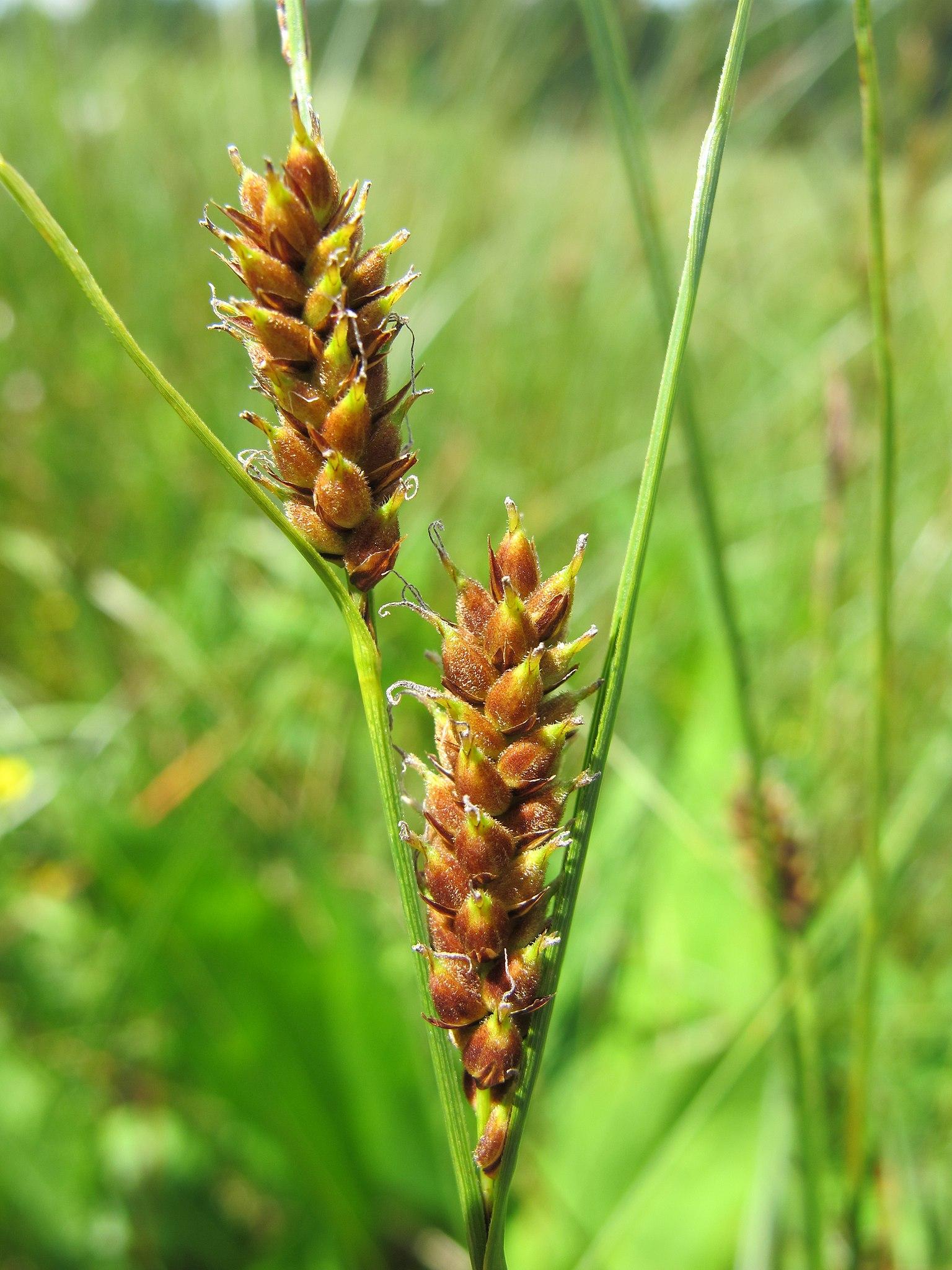lime-brown spikelets with lime foliage and stems
