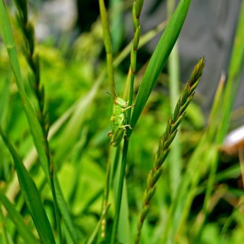 olive-lime spikelets with green foliage