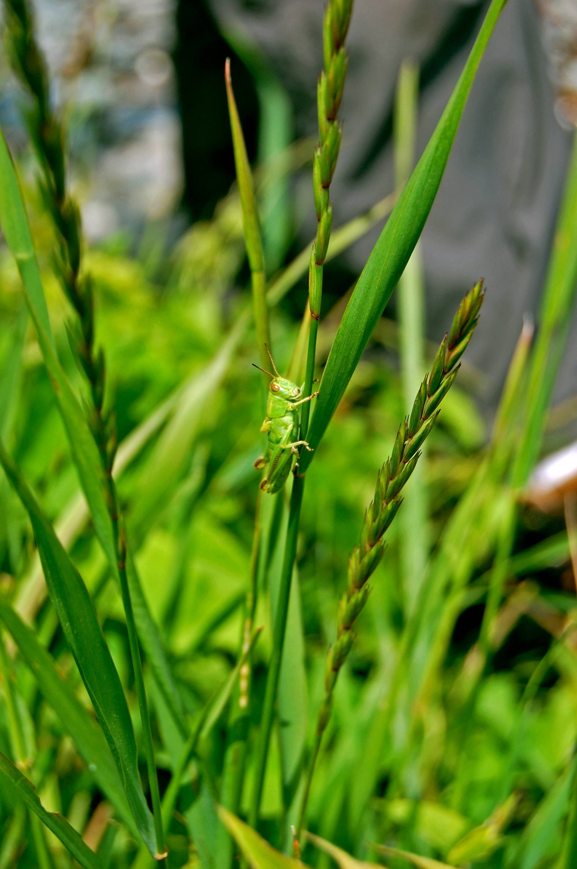 olive-lime spikelets with green foliage