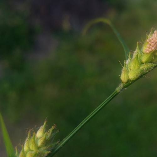 peach-lime spikelets, green leaves and stem