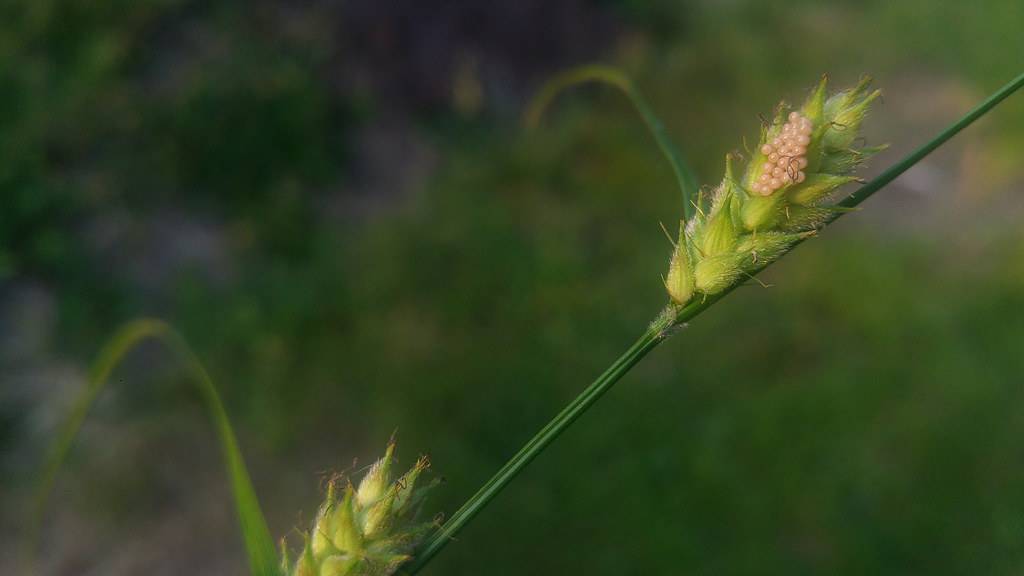 peach-lime spikelets, green leaves and stem
