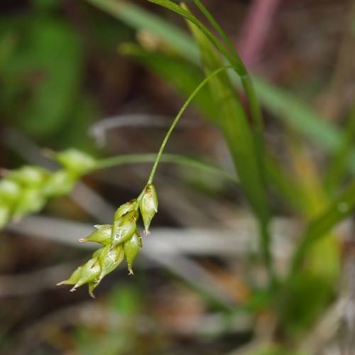 lime spikelets with green foliage