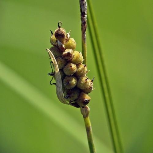 lime-brown spikelet, beige foliage and lime-brown stems