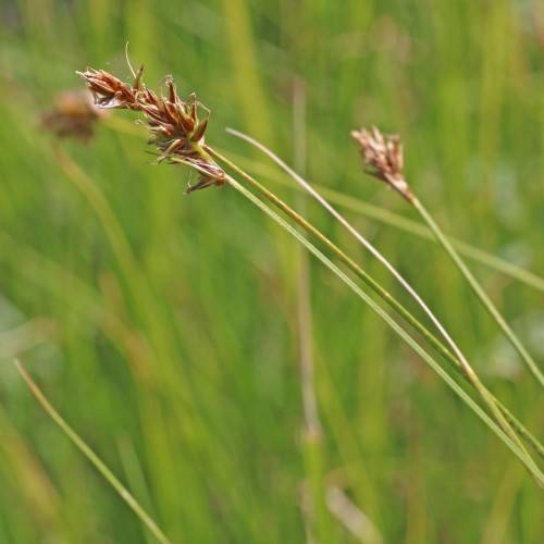 brown spikelets, lime-green foliage and stems