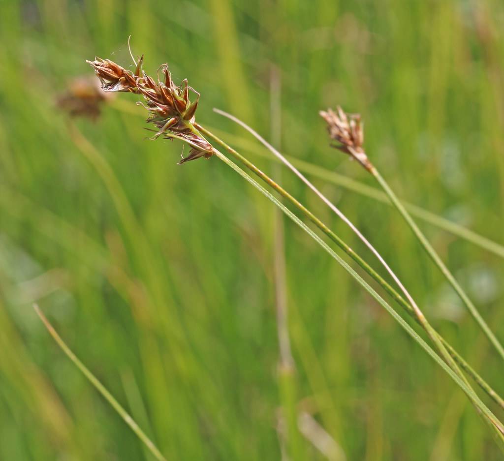 brown spikelets, lime-green foliage and stems