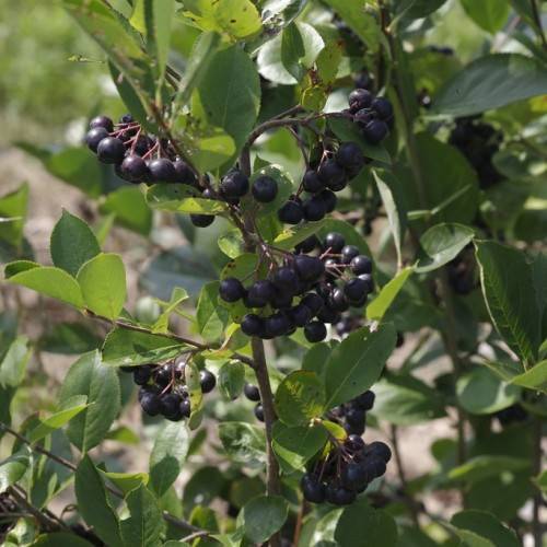black fruits with burgundy petioles, olive-green leaves and olive stems