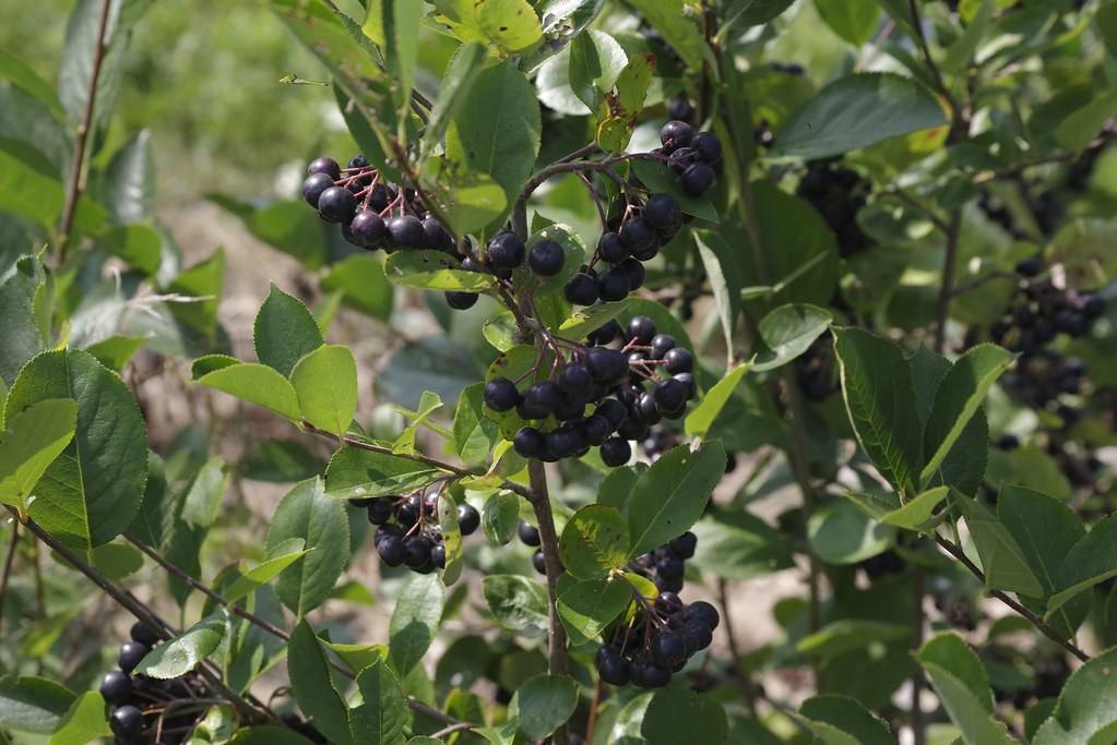 black fruits with burgundy petioles, olive-green leaves and olive stems
